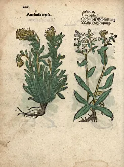 Species of yellow bugloss, Anchusa officinalis Species of yellow bugloss, Anchusa officinalis
