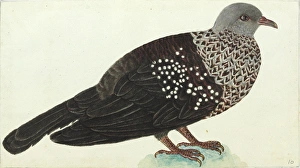 Speckled wood pigeon, Columba hodgsonii Speckled wood pigeon, Columba hodgsonii