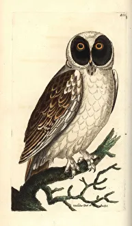Spectacled owl, Pulsatrix perspicillata Spectacled owl, Pulsatrix perspicillata