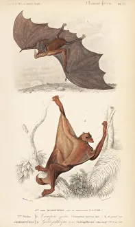 Spectral bat, Vampyrum spectrum, and Sunda Spectral bat, Vampyrum spectrum, and Sunda
