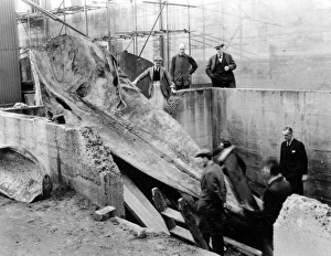 Sperm whale excavation, Natural History Museum, 1938 Sperm whale excavation, Natural History Museum, 1938