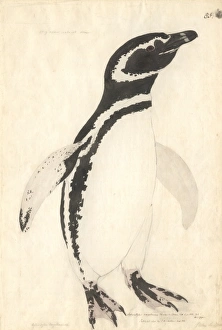 Spheniscus magellanicus, Magellanic penguin Spheniscus magellanicus, Magellanic penguin