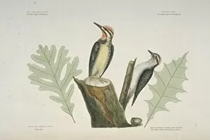 Catesby Gallery: Sphyrapicus varius, yellow-bellied sapsucker, Picoides pubesc
