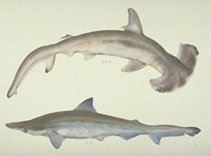 Sphyrna zygaena, hammerhead shark Sphyrna zygaena, hammerhead shark
