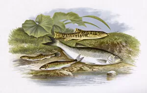 Spined Loach, Minnow, Loach and Common Bleak