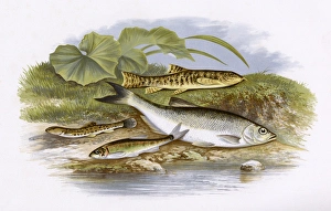 Spined Loach, Minnow, Loach and Common Bleak Spined Loach, Minnow, Loach and Common Bleak