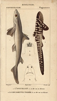 Spiny dogfish, Squalus acanthias, and catshark Spiny dogfish, Squalus acanthias, and catshark