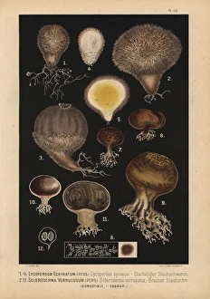 Spiny puffball, Lycoperdon echinatum, and earthball Spiny puffball, Lycoperdon echinatum, and earthball
