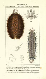Worms Gallery: Spiny scale worm and scaleworm