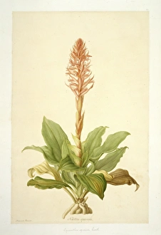 Spiranthus speciosa, orchid Spiranthus speciosa, orchid