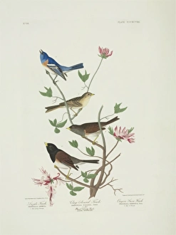 Spizella pallida, Junco hyemalis, Passerina amoena Spizella pallida, Junco hyemalis, Passerina amoena