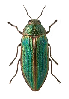 <b class=qtipBold><figcaption>Splendour beetle</figcaption></b><br>Close-up of splendour beetle with legs outstretched. Specimen held within the Entomology Department at the Natural History Museum, London. Date:<br><em>© Mary Evans / Natural History Museum</em> Splendour beetle