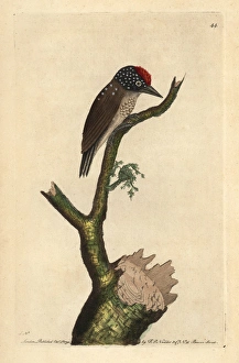 Spot-breasted woodpecker or least woodpecker Spot-breasted woodpecker or least woodpecker