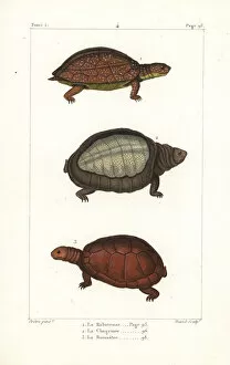 Spot legged, flapshell and helmeted turtles