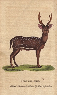 Spotted axis, chital, cheetal, spotted deer Spotted axis, chital, cheetal, spotted deer