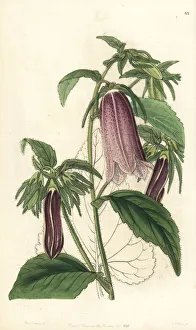 Spotted bellflower, Campanula punctata Spotted bellflower, Campanula punctata