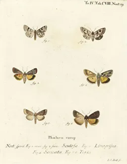 Spotted clover, Guernsey underwing, straw underwing, etc Spotted clover, Guernsey underwing, straw underwing, etc