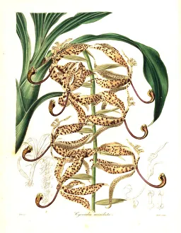 Spotted cycnoches orchid, Cycnoches maculatum Spotted cycnoches orchid, Cycnoches maculatum