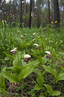 Images Dated 8th June 2010: Spotted Ladys Slipper Orchid - flowering wild