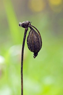 Images Dated 8th June 2010: Spotted Ladys Slipper Orchid - flowering wild