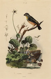 Fries Gallery: Spotted pardalote, Pardalotus punctatus