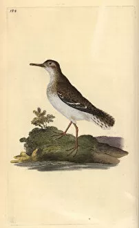 Spotted Sandpiper Gallery: Spotted sandpiper, Actitis macularia