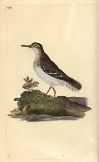 Spotted Sandpiper Gallery: Spotted sandpiper, Actitis macularia
