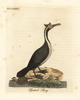 Spotted shag or parekareka, Phalacrocorax punctatus Spotted shag or parekareka, Phalacrocorax punctatus