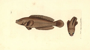 Spotted snakehead, Channa punctata
