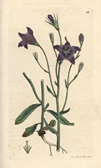 Spreading bellflower, Campanula patula Spreading bellflower, Campanula patula
