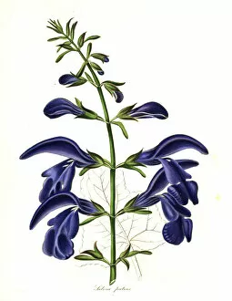 Salvia Gallery: Spreading sage, Salvia patens