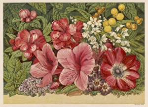 <b class=qtipBold><figcaption>Spring Flowers 1866</figcaption></b><br>Acacia Dealbata (Mimosa); Deutzia Gracilis (Mock Orange); Senecio (Cineraria); Chaenomeles Japonica (Japanese Quince); Azalea; Anemone Coronaria; Heliotropium<br><em>© Mary Evans Picture Library</em> Spring Flowers 1866