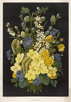 <b class=qtipBold><figcaption>Spring Flowers 1880</figcaption></b><br>Spring Flowers (1 of 4)<br><em>© Mary Evans Picture Library</em> Spring Flowers 1880