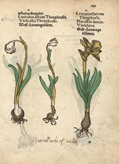 Spring snowflake, Leucojum vernum, and daffodil Spring snowflake, Leucojum vernum, and daffodil