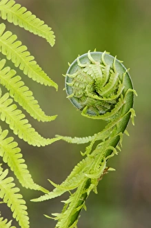 Sprouts of fern (fragment close-up) in mixed forest Sprouts of fern (fragment close-up) in mixed forest