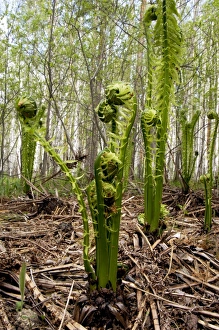 Sprouts of fern in mixed forest, typical Sprouts of fern in mixed forest, typical