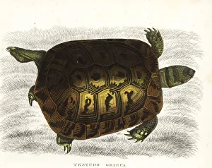 Spur-thighed tortoise, Testudo graeca. Vulnerable Spur-thighed tortoise, Testudo graeca. Vulnerable