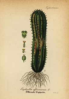 Euphorbia Gallery: Spurge, Euphorbia officinarum