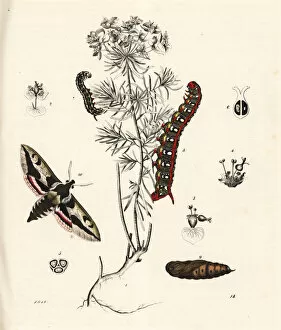 Euphorbiae Gallery: Spurge hawk-moth on cypress spurge