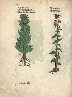 Spurge laurel, Daphne laureola, and bristly Spurge laurel, Daphne laureola, and bristly