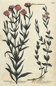 Square willowherb and creeping willowherb Square willowherb and creeping willowherb