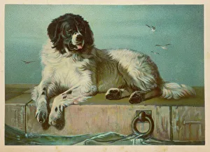 Breeds Gallery: St Bernard (Landseer)