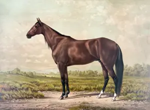 Vintage Horse Racing Images Prints: St. Julien