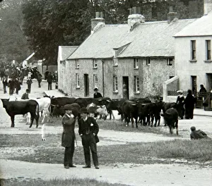 St Thomas Green cattle market, Haverfordwest, South Wales St Thomas Green cattle market, Haverfordwest, South Wales