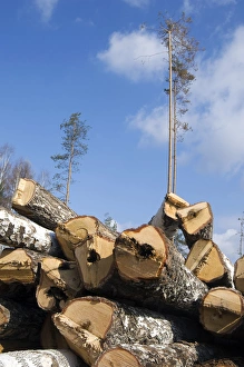 Stacked Birch Logs - left on a logging site for Stacked Birch Logs - left on a logging site for