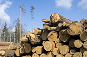 Stacked Pine Logs - left on a logging site for Stacked Pine Logs - left on a logging site for