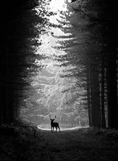 Clearing Gallery: Stag, Cannock Chase