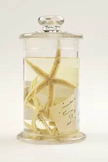 Echinodermata Gallery: Starfish, Luidia scotti