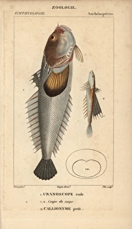 Stargazer, Uranoscopus scaber and dragonet, Callionymus lyra Stargazer, Uranoscopus scaber and dragonet, Callionymus lyra