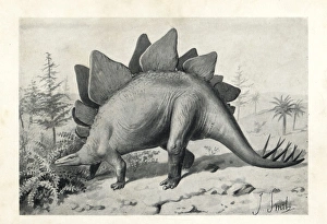 Stegosaurus ungulatus, dubious species Stegosaurus ungulatus, dubious species